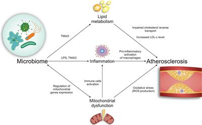 A Novel Insight at Atherogenesis: The Role of Microbiome